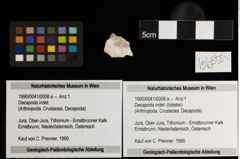 Foto (Objekt + Etiketten) von Decapoda indet. (lobster) (NHMW-GEO-1990-0041-0008a)